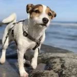 Hoteles que Aceptan Mascotas en Ensenada Baja California Mexico